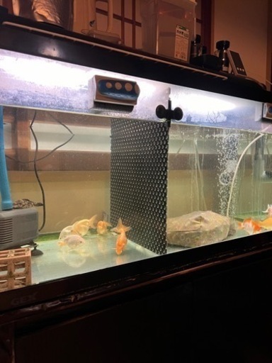 90cmガラス水槽　生体セット【お話し中】