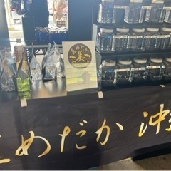 大人気！金塊　めだか　1ペア　10000円！格安！の画像