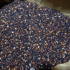 農薬不使用 訳あり 黒米 30kg