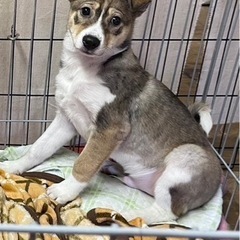 クク君　里親募集