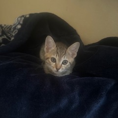 【里親様決まりました】メスのキジトラ子猫 生後2-3ヶ月 - 亘理郡