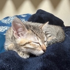 【里親様決まりました】メスのキジトラ子猫 生後2-3ヶ月