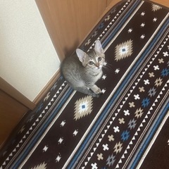 【里親様決まりました】メスのキジトラ子猫 生後2-3ヶ月 − 宮城県