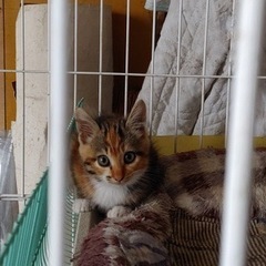 急募！子猫　2ヶ月　メス