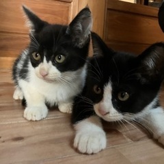 白黒ハチワレ　子猫　里親募集男の子2匹　生後2ヶ月くらい