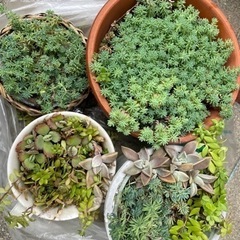 4つ セット多肉植物 植木鉢付き  早いもの勝ち
