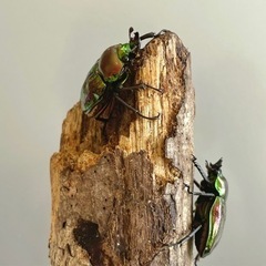 【ミニサイズ ペア】ニジイロクワガタ ♂33mm ♀31mmの画像