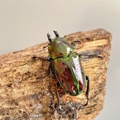 【ミニサイズ ペア】ニジイロクワガタ ♂33mm ♀31mmの画像