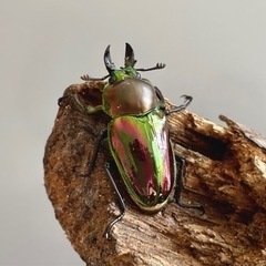 【ミニサイズ ペア】ニジイロクワガタ ♂33mm ♀31mmの画像