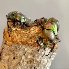 【ミニサイズ ペア】ニジイロクワガタ ♂33mm ♀31mm