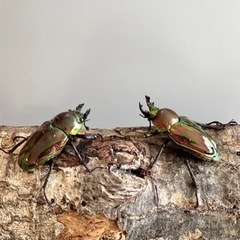 【ミニサイズ ペア】ニジイロクワガタ ♂33mm ♀31mmの画像