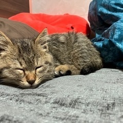『相談中』子猫の里親さん募集します‼️生後2～3ヶ月ほど🐈⸒⸒⸒⸒ - 半田市