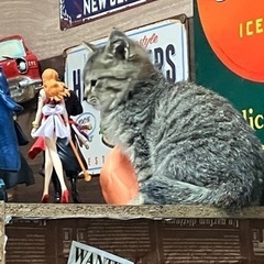 『相談中』子猫の里親さん募集します‼️生後2～3ヶ月ほど🐈⸒⸒⸒⸒ - 猫