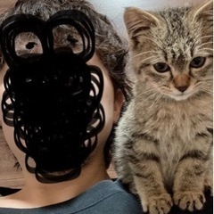 『相談中』子猫の里親さん募集します‼️生後2～3ヶ月ほど🐈⸒⸒⸒⸒ − 愛知県
