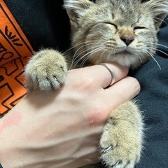 『相談中』子猫の里親さん募集します‼️生後2～3ヶ月ほど🐈⸒⸒⸒⸒ - 里親募集