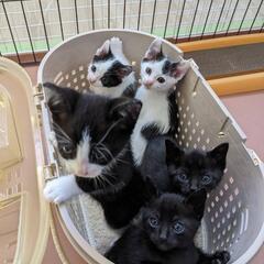 元気な子猫兄弟　里親募集