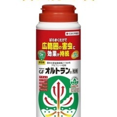 観葉植物⭐︎シンゴニウムの画像