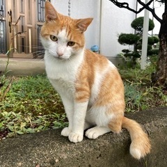 超人懐っこい白茶トラ（オス）です