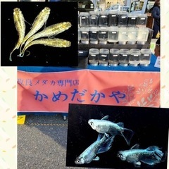 【今週末開催】岩国市旭町フリーマーケット(第５回)      錦帯橋空港近く - フリーマーケット