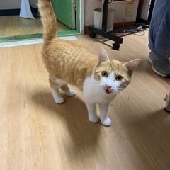 生涯大切に育てていただける方へ