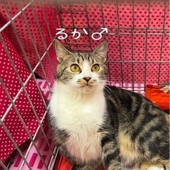 長毛の黒さんはいかが？ - 猫