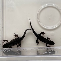 イモリ4匹　全てオスだと思います。の画像