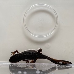 イモリ4匹　全てオスだと思います。の画像