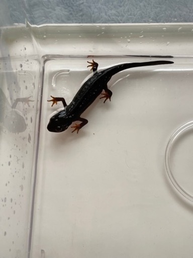 オキナワシリケンイモリ 30匹セット