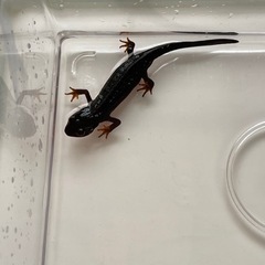イモリ4匹　全てオスだと思います。