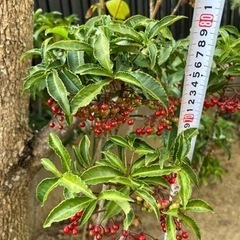 【観葉植物】万両（マンリョウ）を1本1000円で販売致します。