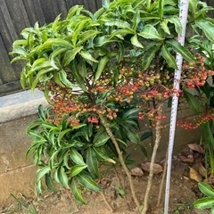 【観葉植物】万両（マンリョウ）を1本1000円で販売致します。の画像
