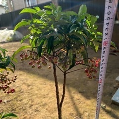【観葉植物】万両（マンリョウ）を1本1000円で販売致します。の画像