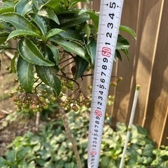 【観葉植物】万両（マンリョウ）を1本1000円で販売致します。の画像