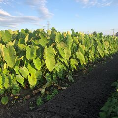 タケノコ芋　(京芋)　たけのこ芋の画像
