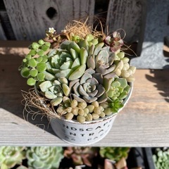 多肉植物 寄せ植え