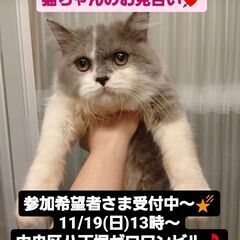 11/19(日)譲渡会。7月生サイベリアン♀ (⋈◍＞◡＜◍)。✧♡