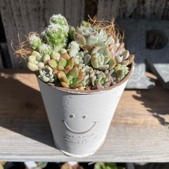 多肉植物 寄せ植え