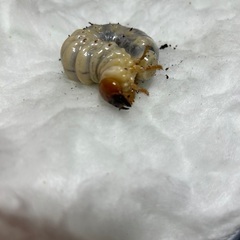 ヤエヤママルバネクワガタ