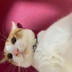 オス8ヶ月