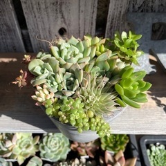 多肉植物の寄せ植え