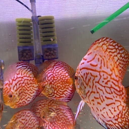 ディスカス　パールラフレシア　産卵確認済ペア