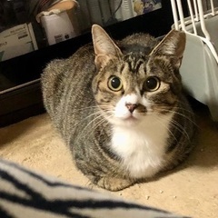 照れ屋のりんりん