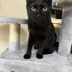 元気はつらつ黒猫男子