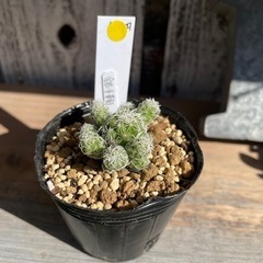 サボテン 銀手毬