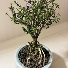 紅鳥花　ミニ盆栽　鉢植え付き