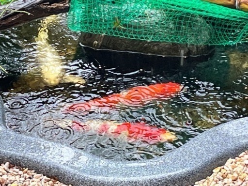 元気な錦鯉3匹をお譲りします。