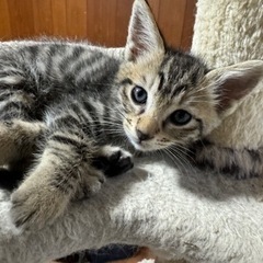 おとなしくて甘えん坊きじとら猫