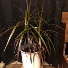 観葉植物　ドラセナ　ドラセナコンシンネ　コンシンネ