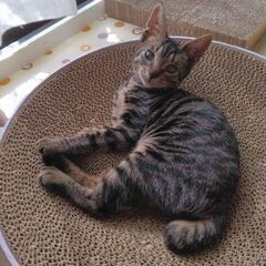 🐱右目ハンデあり🐱生後5ヶ月のキジトラの女の子