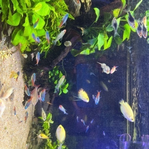 熱帯魚と水槽のセット　淡水